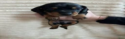 Miniature Dachshund dogs for sale: Miniature Dachshunds  - Advert 12