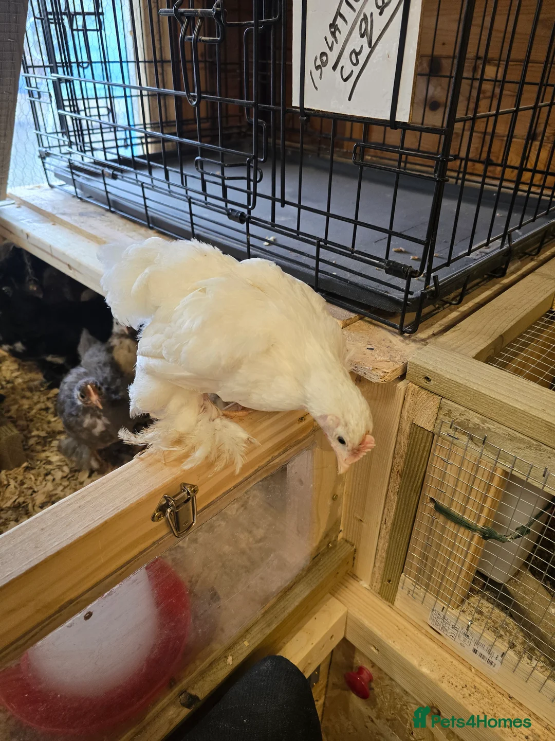 Chickens poultry for sale: PEKINS BANTAMS & QUAIL CELADON pullets & young - Advert 12