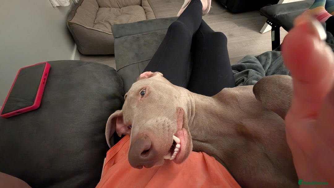 Weimaraner dogs for sale: Young Male Weimaraner  - Advert 7