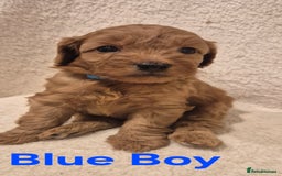 Cockapoo dogs for sale: Cockapoo Puppies!DNA tested parents! - Advert 3