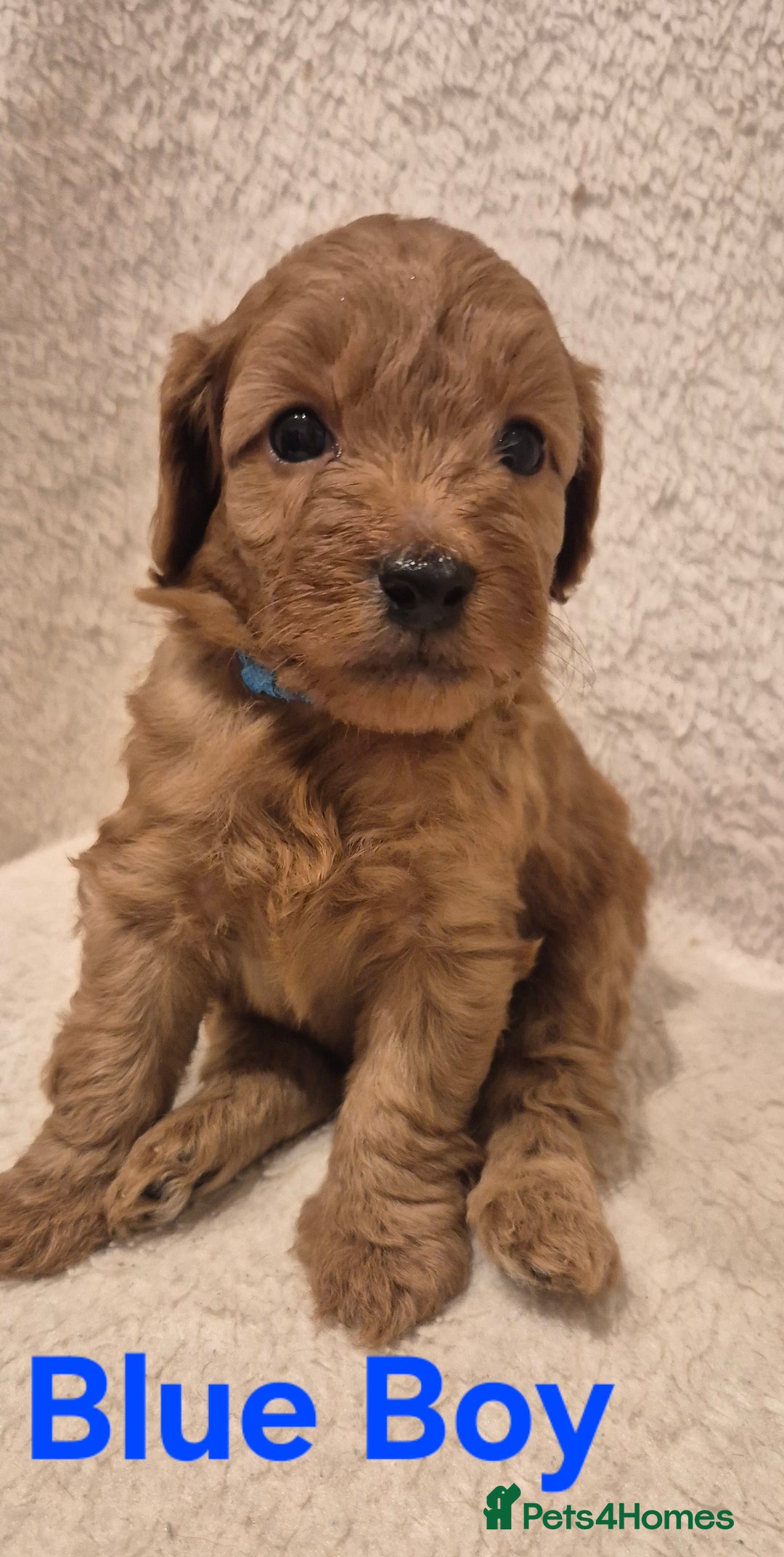 Cockapoo dogs for sale: Cockapoo Puppies!DNA tested parents! - Advert 3