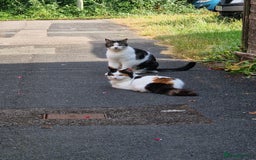 British Longhair cats for sale: Female adult cat - Image 5