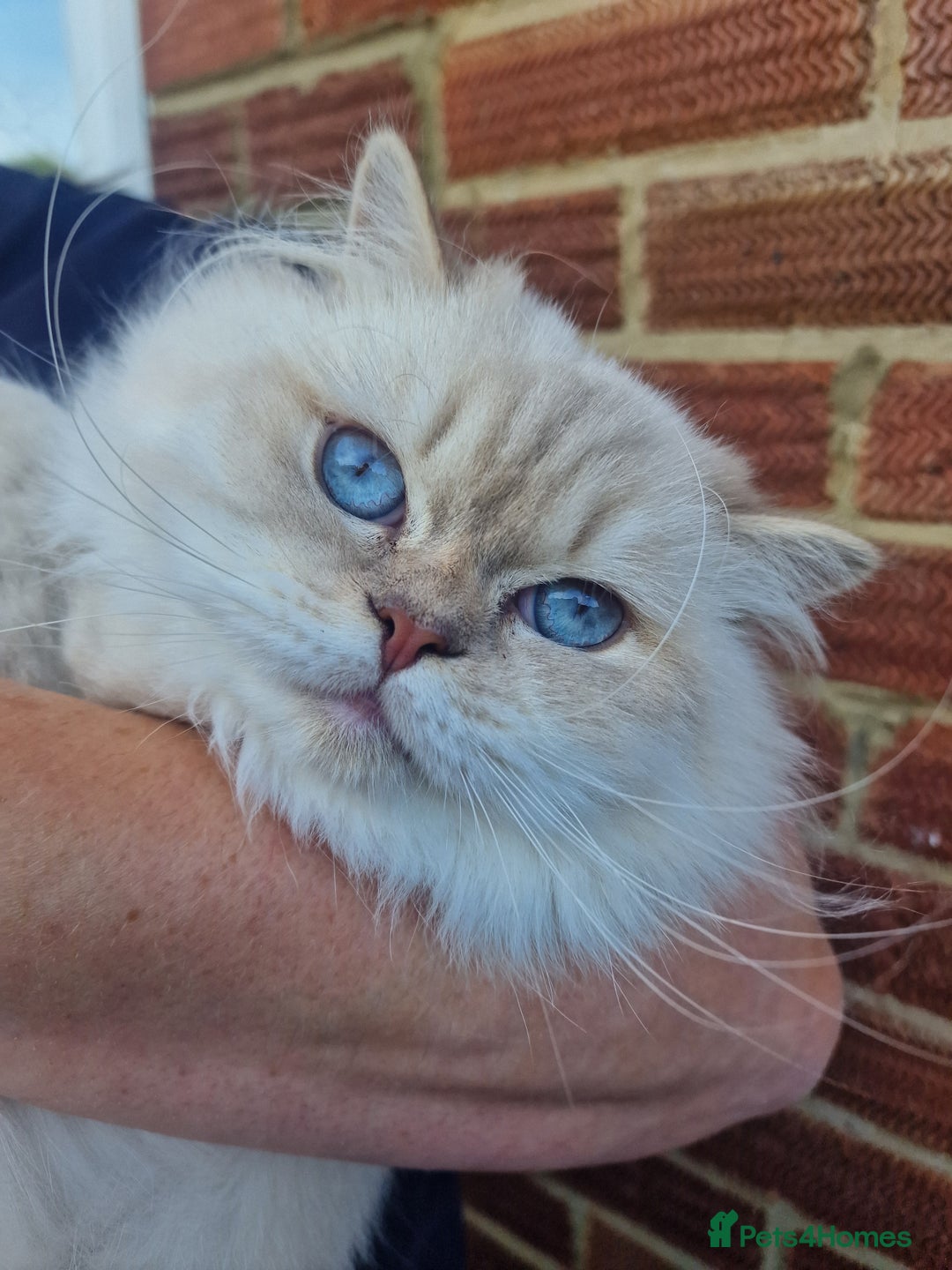 British Longhair cats for sale: GCCF Registered British Longhaired Kittens  - Image 7