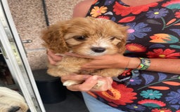 Cavapoo dogs for sale: Cavapoo puppies  - Image 2