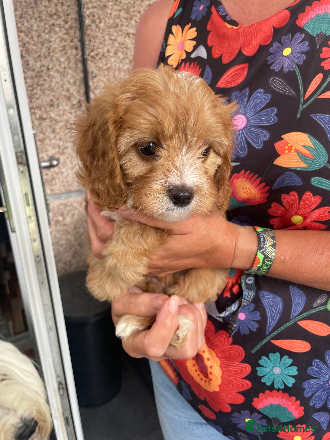Cavapoo dogs for sale: Cavapoo puppies  - Image 2