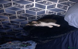 Mixed Breed cats for sale: Female kitten  - Image 2