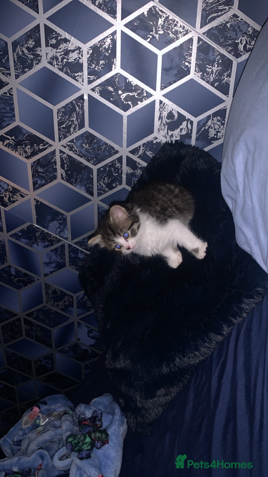 Mixed Breed cats for sale: Female kitten  - Image 2