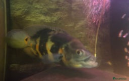 Other/Mixed Breed fish for sale: Oscars/ Tank  - Image 6