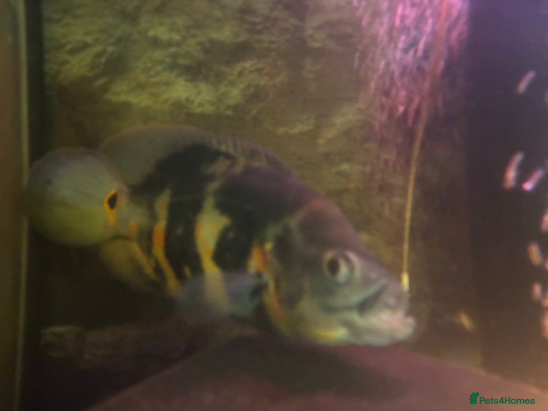 Other/Mixed Breed fish for sale: Oscars/ Tank  - Image 6