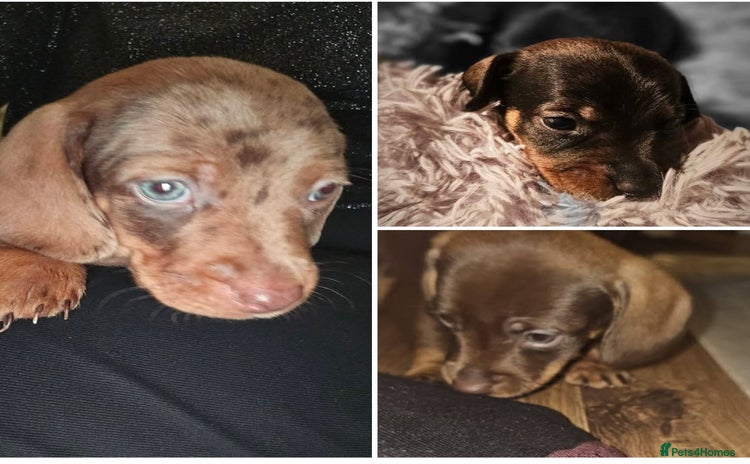 Miniature Dachshund dogs Miniature Daschund Puppies x6 Boys 🩵💙 - Advert 2