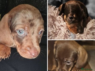Miniature Dachshund dogs Miniature Daschund Puppies x6 Boys 🩵💙 - Advert 1