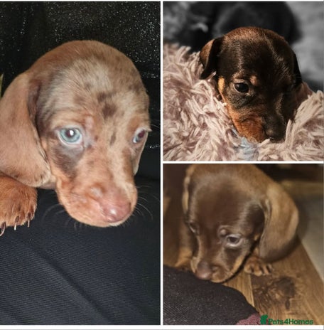 Miniature Dachshund dogs Miniature Daschund Puppies x6 Boys 🩵💙 - Advert 2