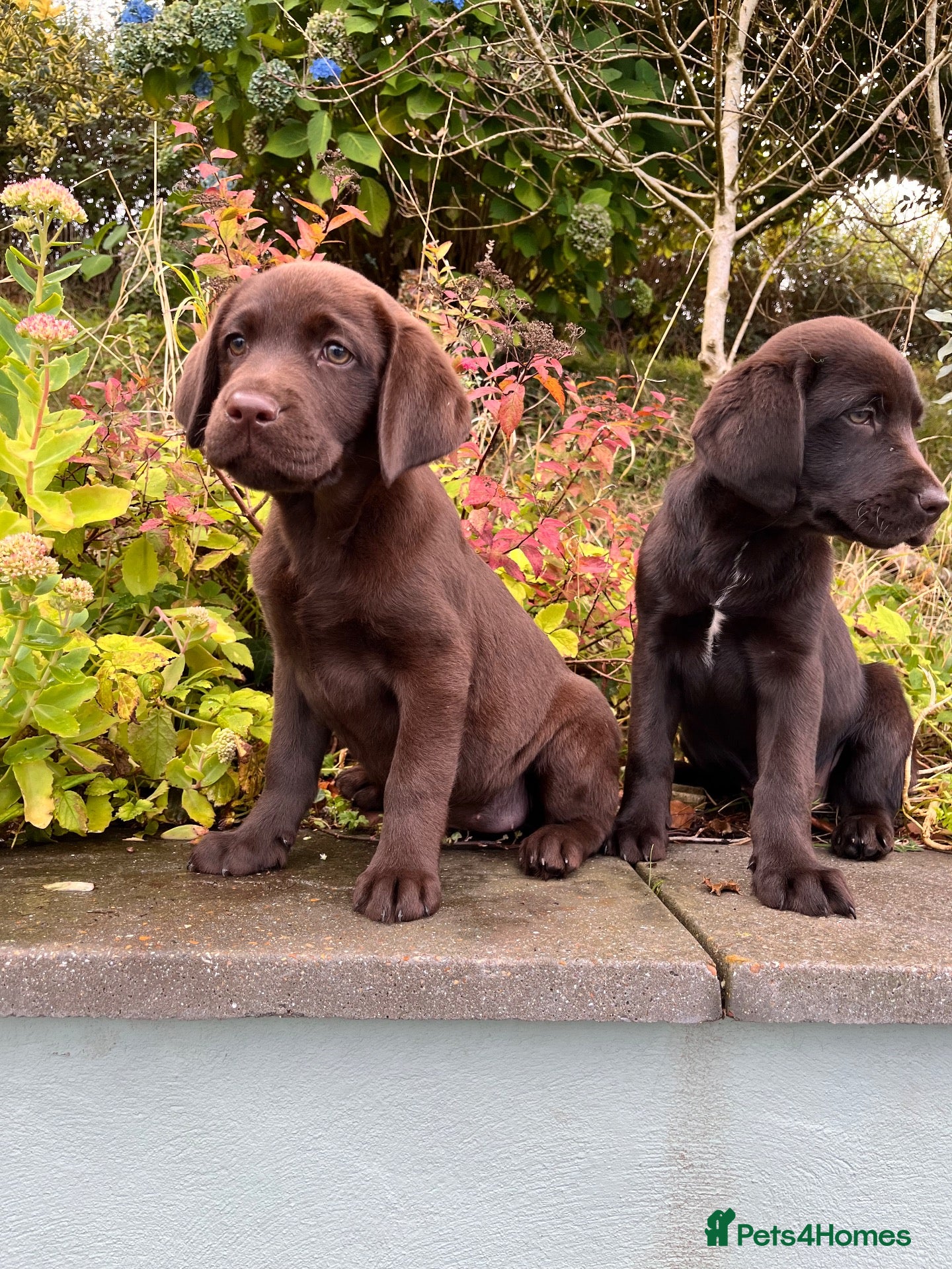 Labrador Retriever dogs 2 girls READY NOW  Extenively health Tested READY - Advert 1