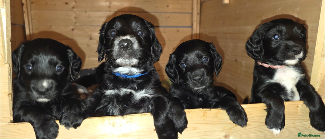 Sprocker dogs for sale: Beautiful chunky sprocker spaniel puppies  - Advert 1