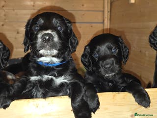 Sprocker dogs Beautiful chunky sprocker spaniel puppies - Advert 2
