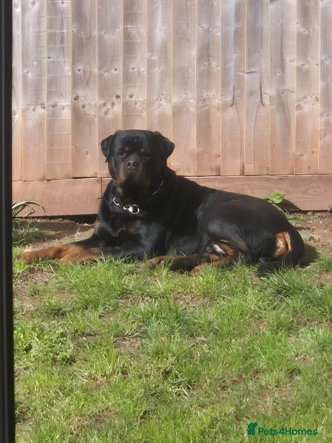 Rottweiler dogs for stud: Beautiful Rottweiler Stud - Advert 4