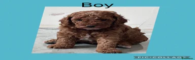 Cavapoo 1