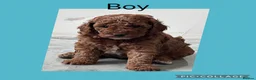 Cavapoo dogs for sale: 2x Cavapoo F1B pups 1 boy 1 girl available  - Advert 6