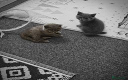 British Shorthair cats for sale: British shorthair and longhair  - Image 15
