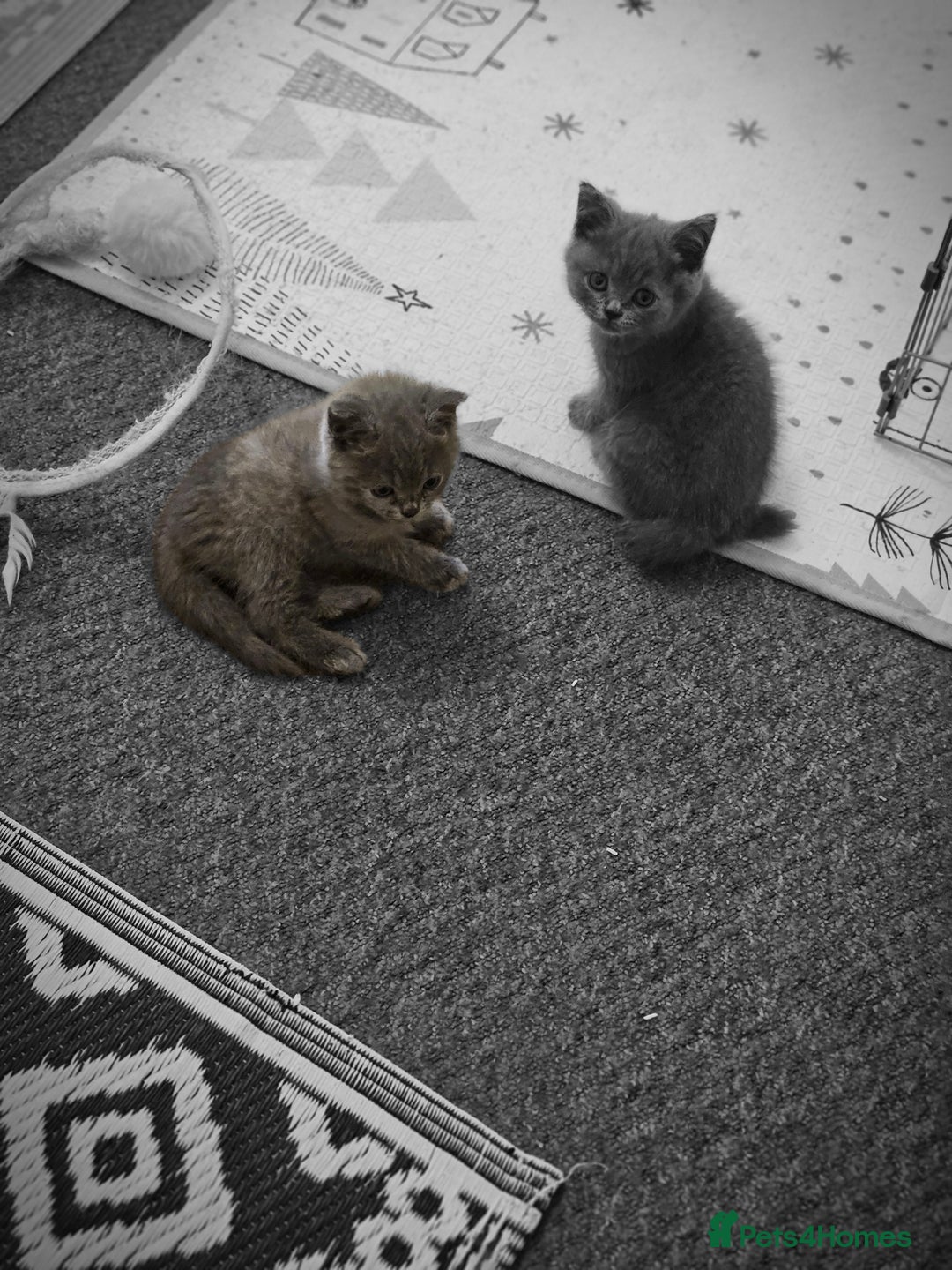 British Shorthair cats for sale: British shorthair and longhair  - Image 15