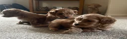 Maltipoo dogs for sale: 3 Stunning male  multipoo puppies in Chatteris - Advert 8