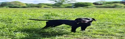 Labrador Retriever dogs for stud: Proven KC health tested Labrador stud - Advert 3