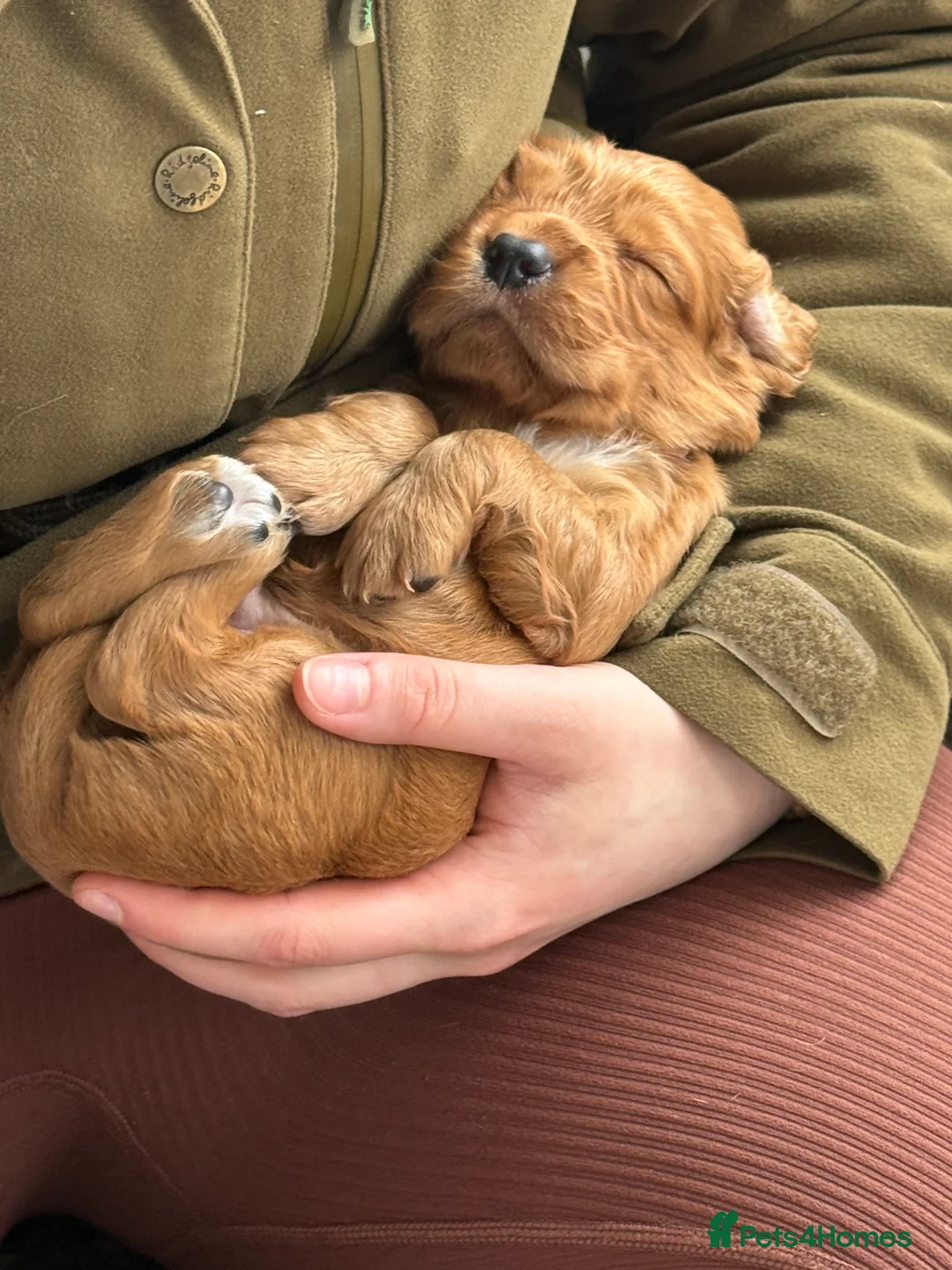 Cocker Spaniel dogs for sale: Beautiful Mixed litter working cocker pups  - Advert 1
