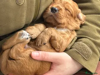 Cocker Spaniel dogs Beautiful Mixed litter working cocker pups - Advert 3