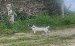 Jackapoo dogs for sale: 🩵jackapoos 👀for there forever 🏡🩵 - Image 6