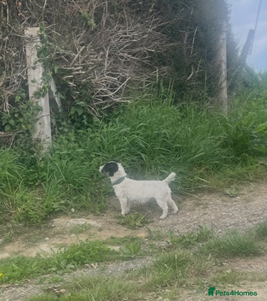 Jackapoo dogs for sale: 🩵jackapoos 👀for there forever 🏡🩵 - Image 6