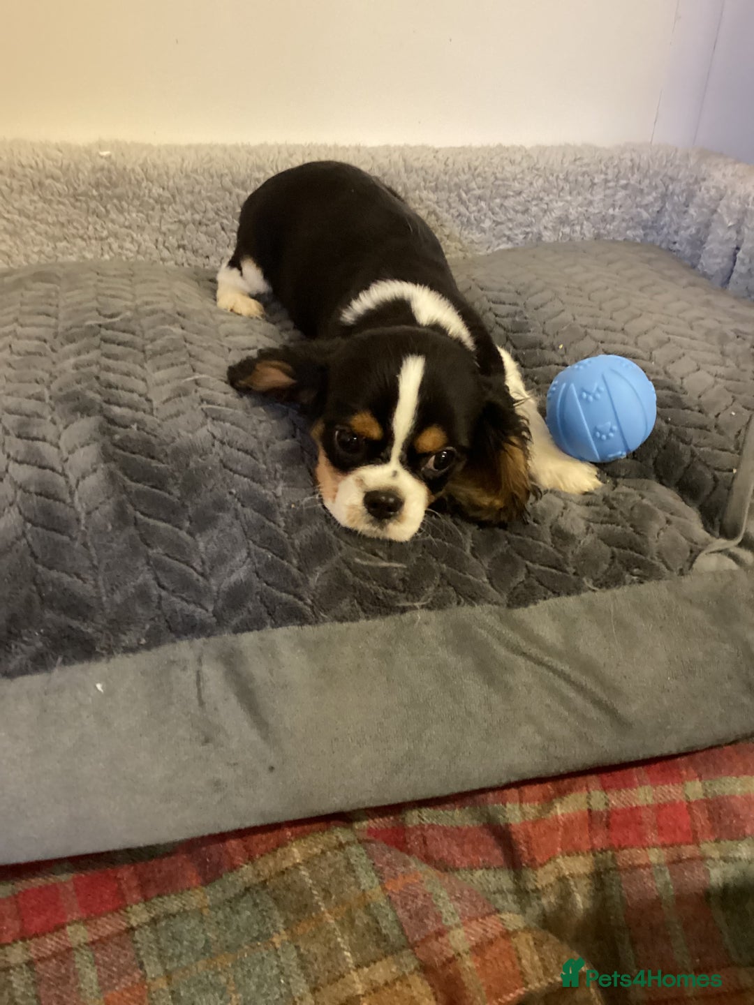 Cavalier King Charles Spaniel dogs for sale: Cavalier King Charles  - Advert 5