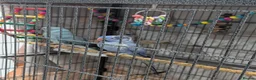 Ringnecks birds for sale: Breeding pair of violet and blue + CAGE - Advert 4