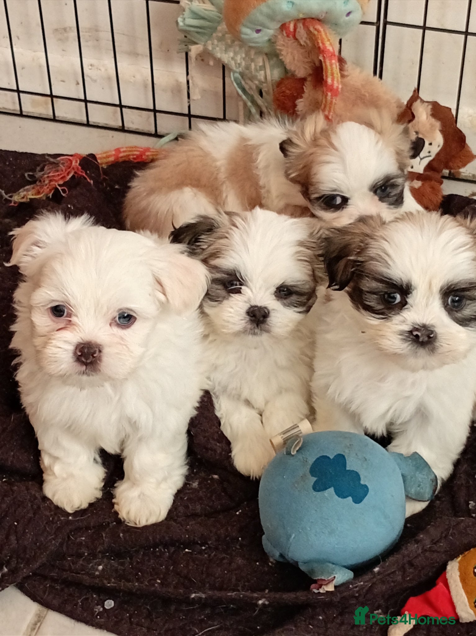 Lhasa Apso dogs LHASA APSO - Advert 1