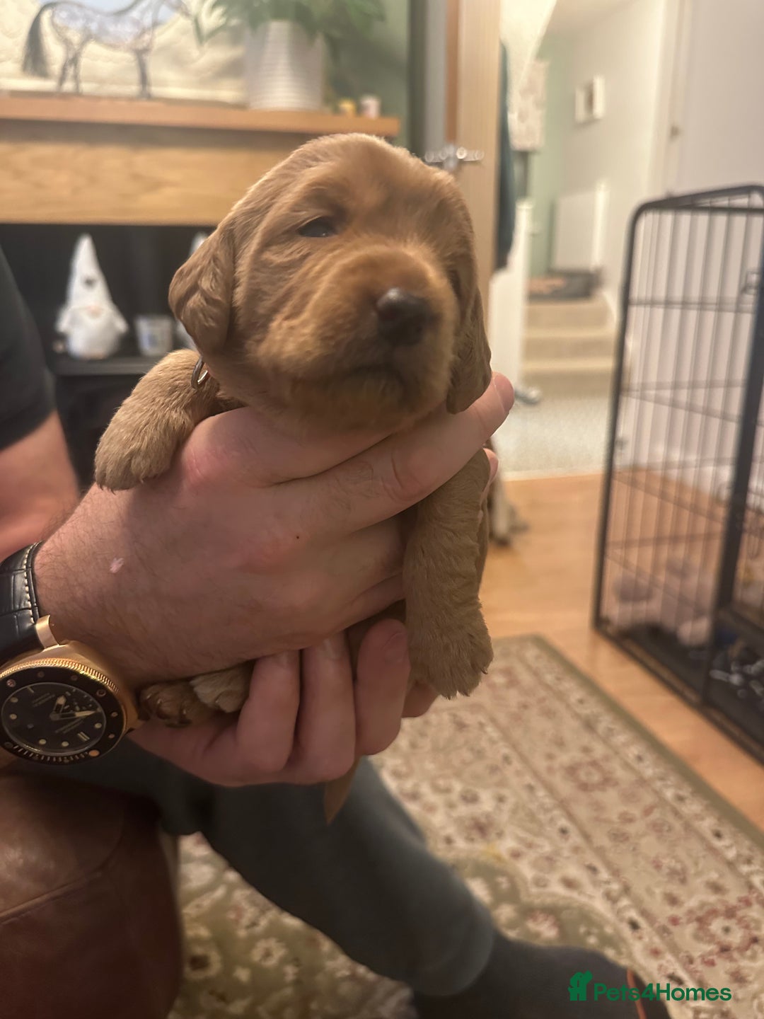 Labradoodle dogs for sale: Miniature F1 Labradoodles  - Advert 12