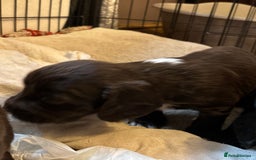 Cocker Spaniel dogs for sale: Gorgeous cocker spaniel ( working type) - Advert 5