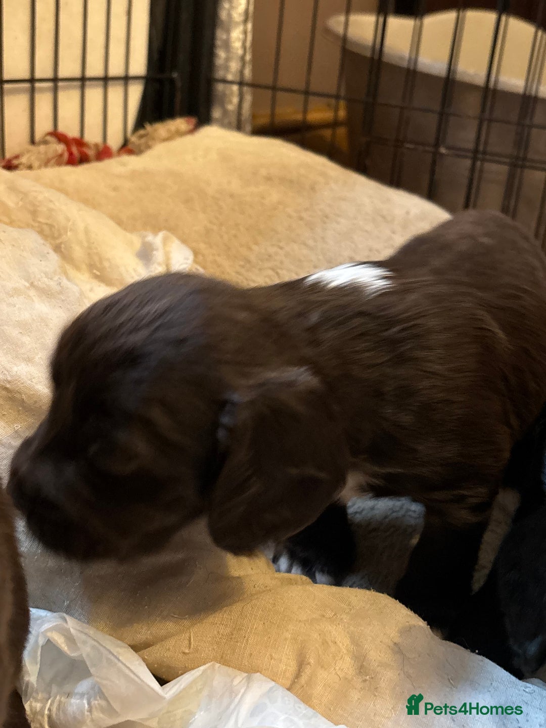 Cocker Spaniel dogs for sale: Gorgeous cocker spaniel ( working type) - Advert 5