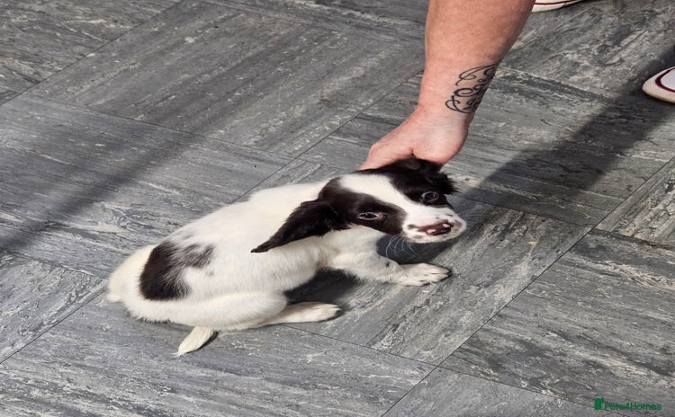 English Springer Spaniel dogs - Advert 3