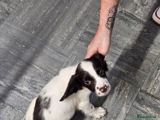 English Springer Spaniel dogs - Advert 21