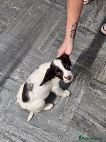 English Springer Spaniel dogs - Advert 3