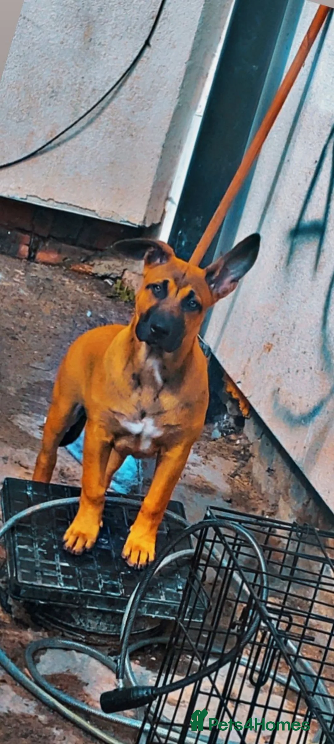 Belgian Shepherd Dog dogs for sale: Belgian mali for sale  in Stockton-on-Tees - Advert 9
