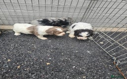 Cockapoo dogs for sale: Cockapoo puppies 🐶  - Image 27