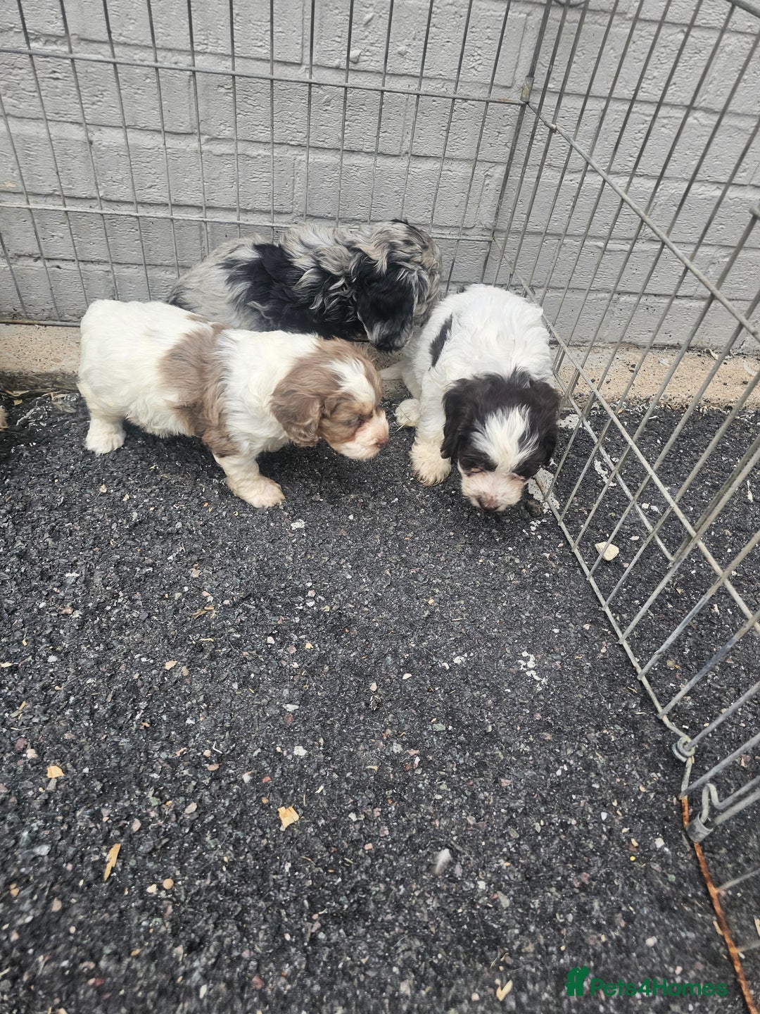 Cockapoo dogs for sale: Cockapoo puppies 🐶  - Image 27