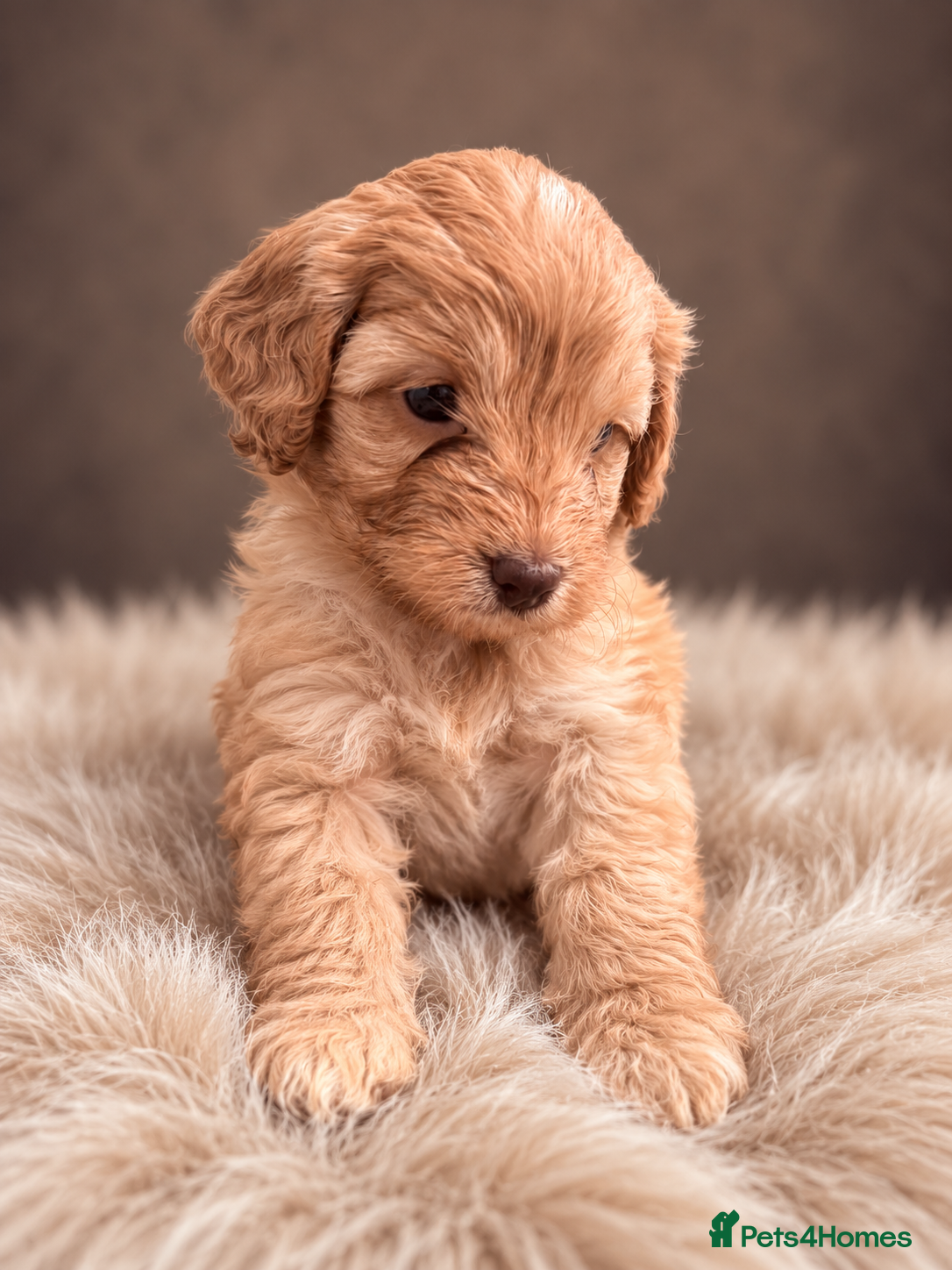 Cockapoo dogs F1 Cockapoo Puppies  - Advert 2
