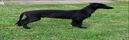 Lurcher dogs for sale: First cross saluki greyhounds  - Advert 9