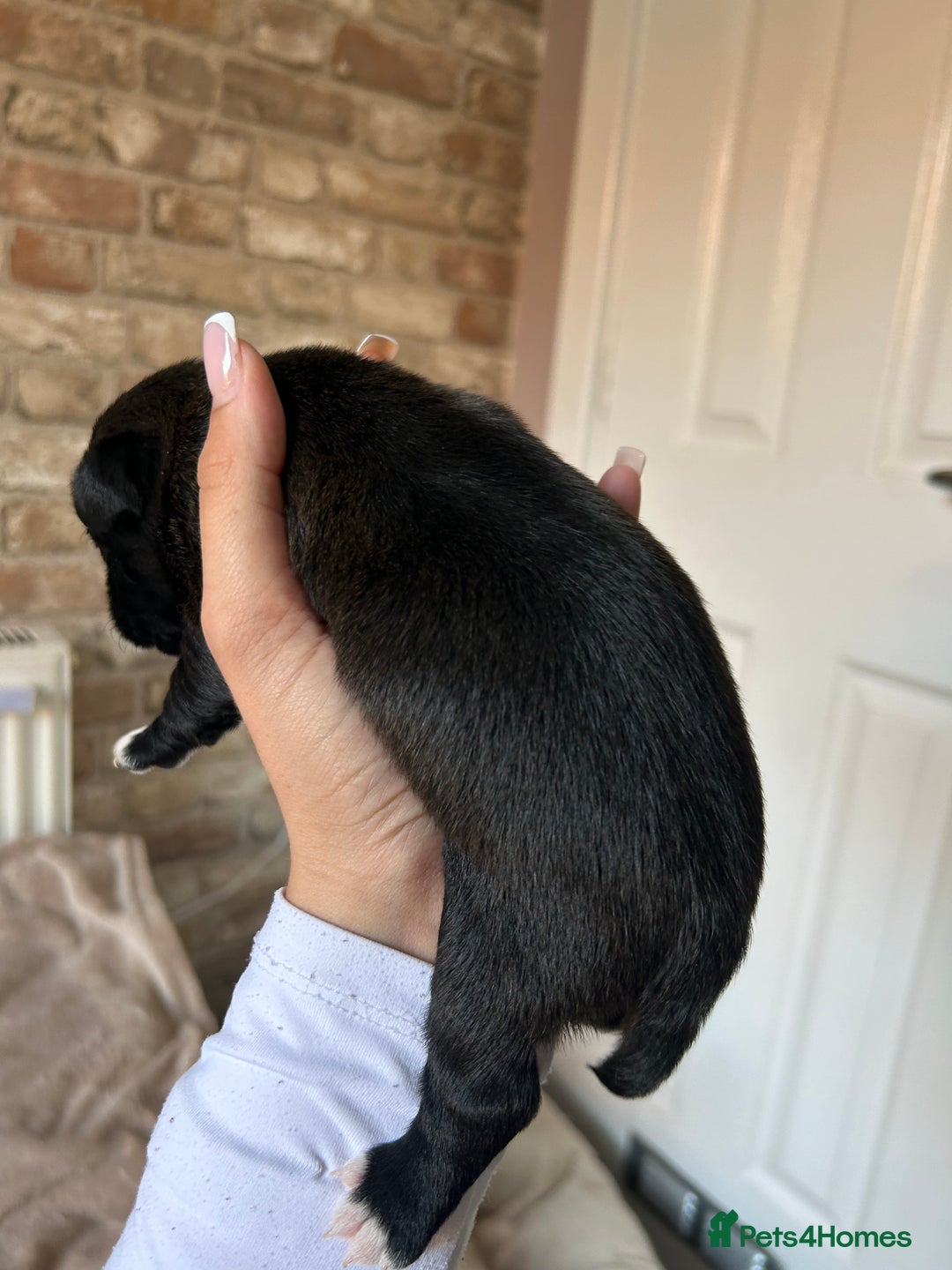 Mixed Breed dogs for sale: 3 BEAUTIFUL KING CHARLES X BORDER TERRIER BOYS🐶🩵 - Image 5