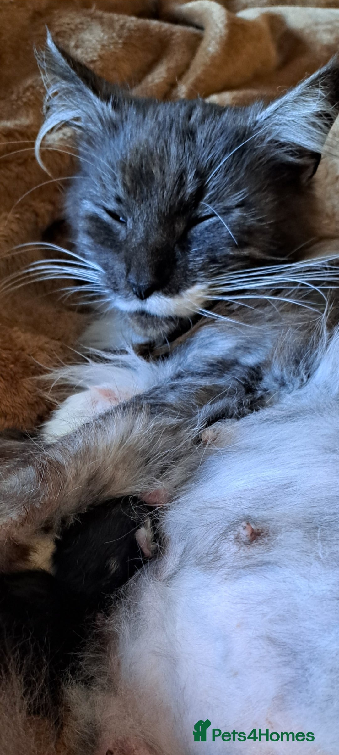Norwegian Forest Cat cats for sale: Full Norwegian forest cat kittens - Image 19