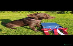 Labrador Retriever dogs for sale: Chocolate Labradors by FLASHMOUNT TENOR of TAGABEA - Image 13