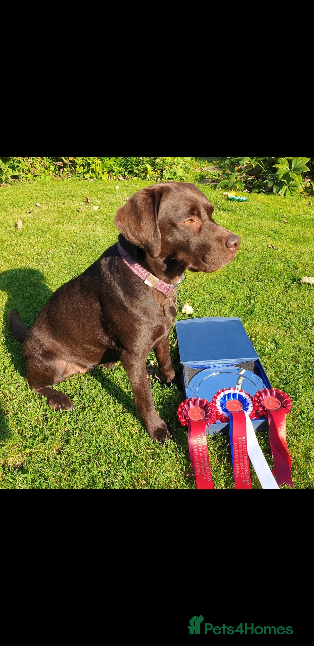 Labrador Retriever dogs for sale: Chocolate Labradors by FLASHMOUNT TENOR of TAGABEA - Image 13