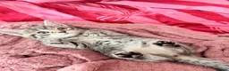 Mixed Breed cats for sale: Female grey brown tabby  - Advert 4