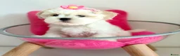 Maltese dogs for sale: 🎀 Last Tiny Korean Maltese Girl Available 🎀 - Advert 5